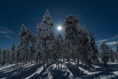 Magic forest