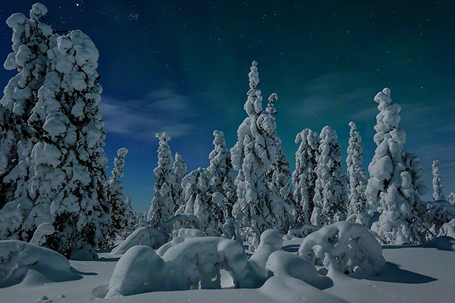 Snow-covered trees in moonlight