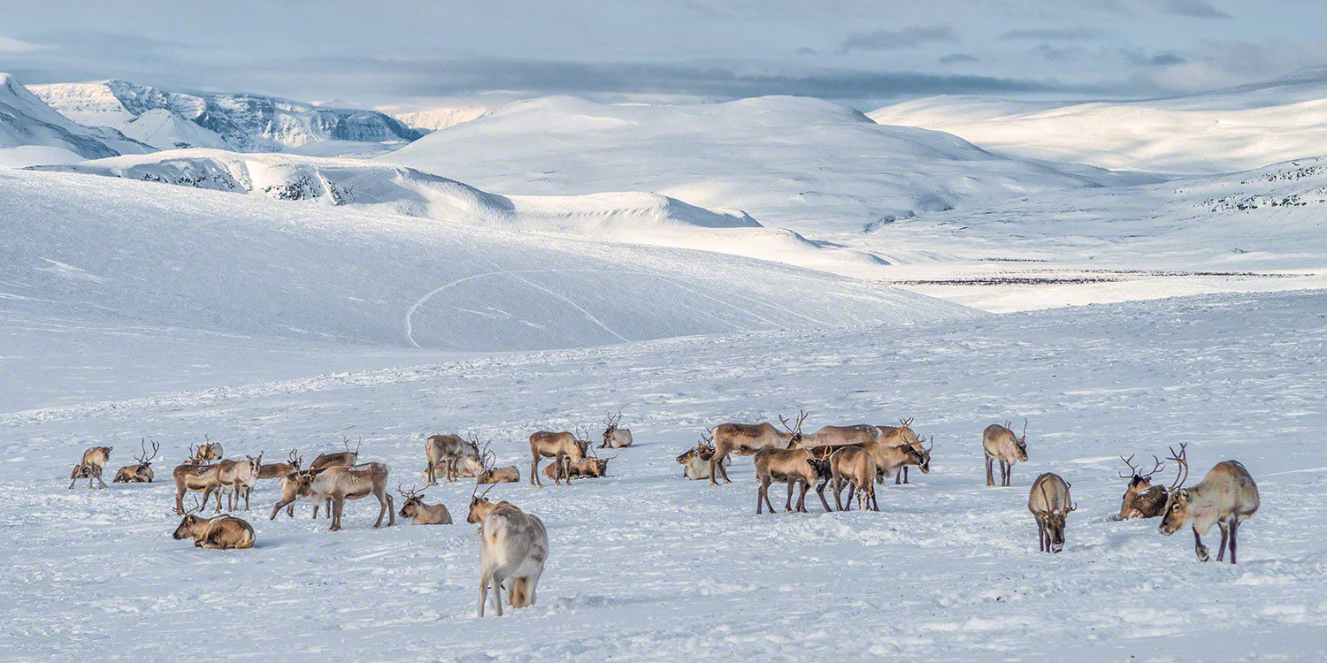 A reindeer herd in the wilderness